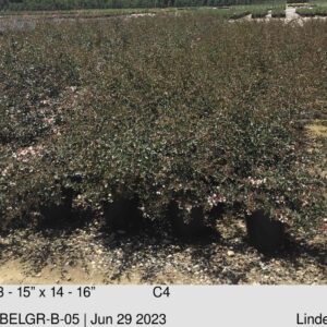 ABELIA grandiflora
