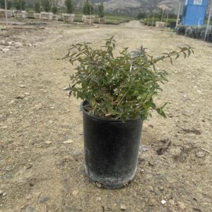 ABELIA g. 'Edward Goucher'