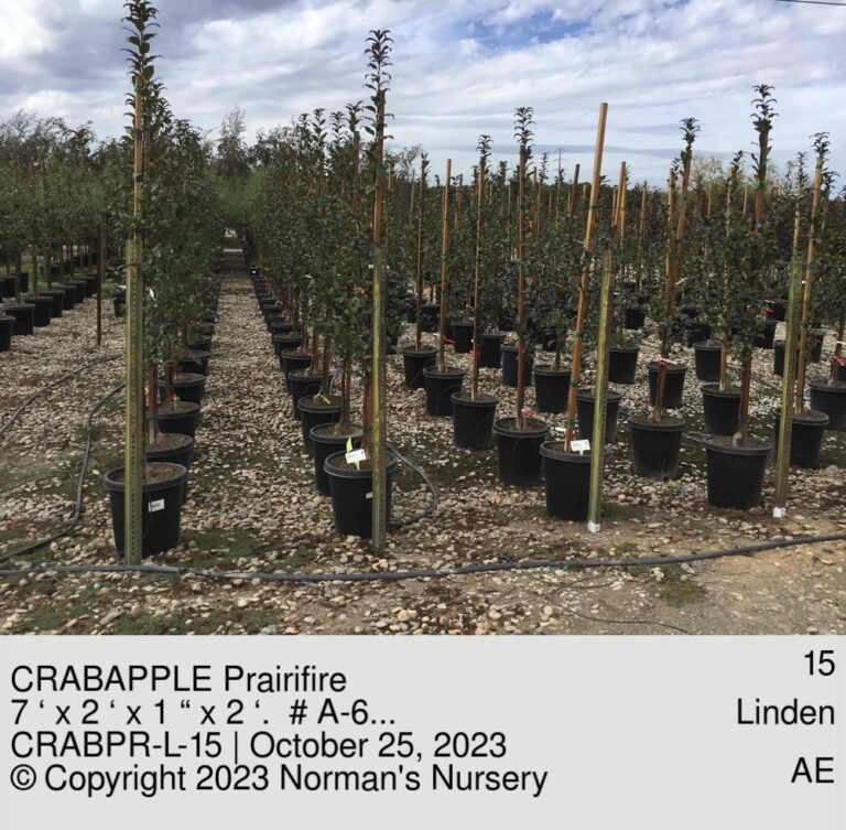 Choose an option 15 25 Clear