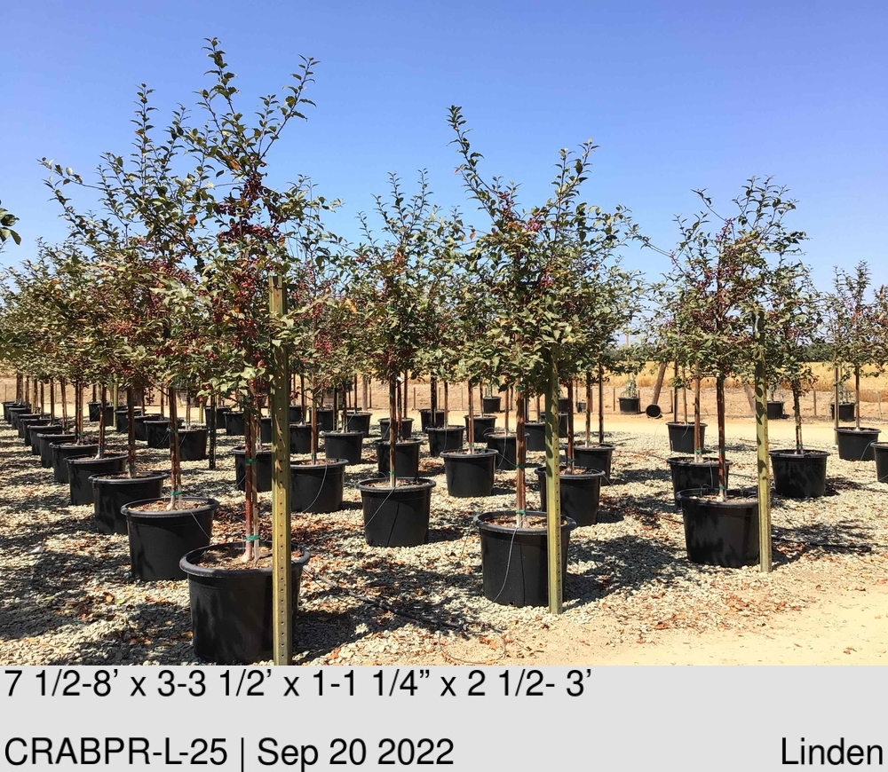 5GnQ7T9XAwYdQ4llElrk