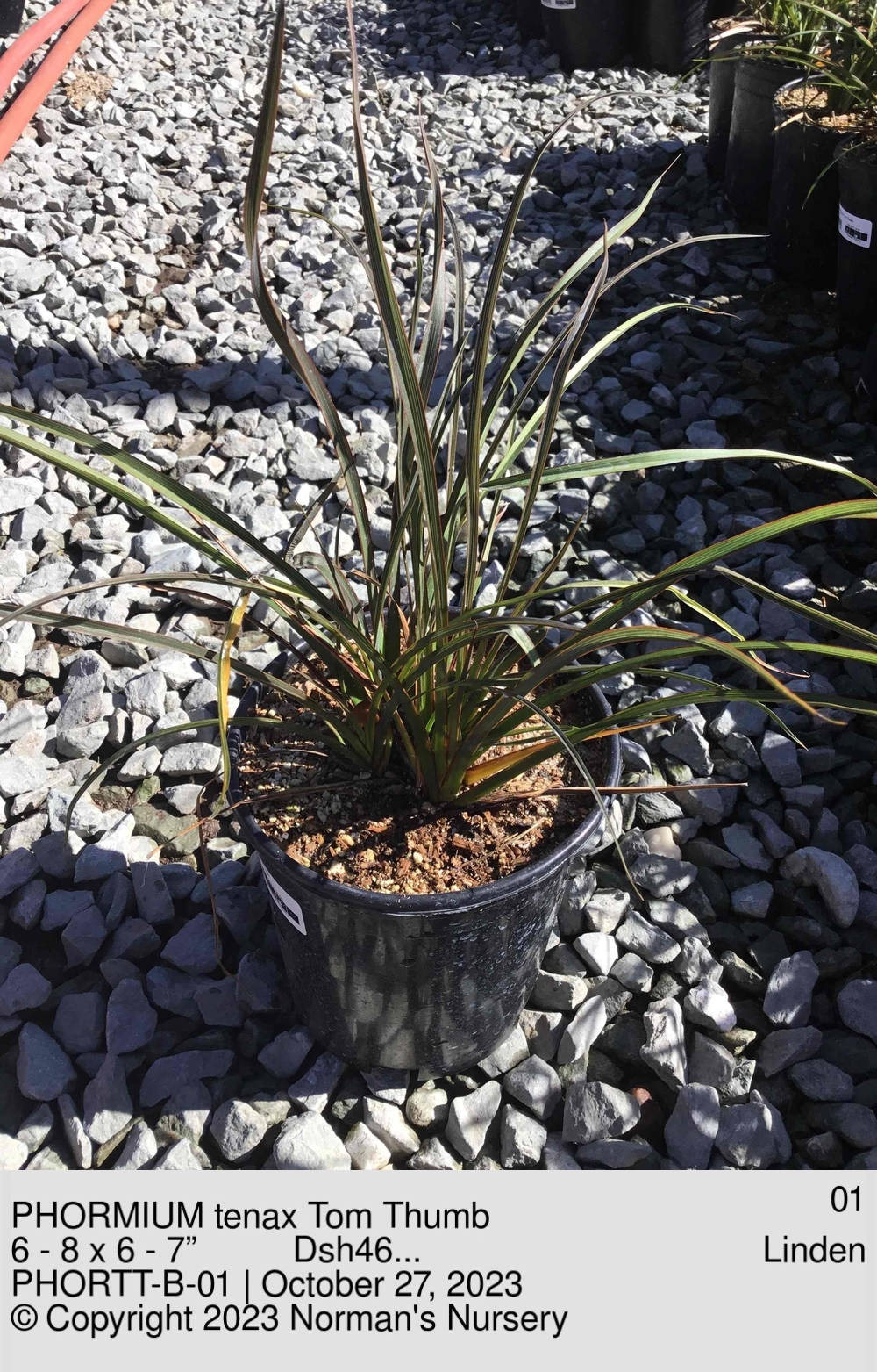 sN8CkS7TNkUB2EwmSpUi