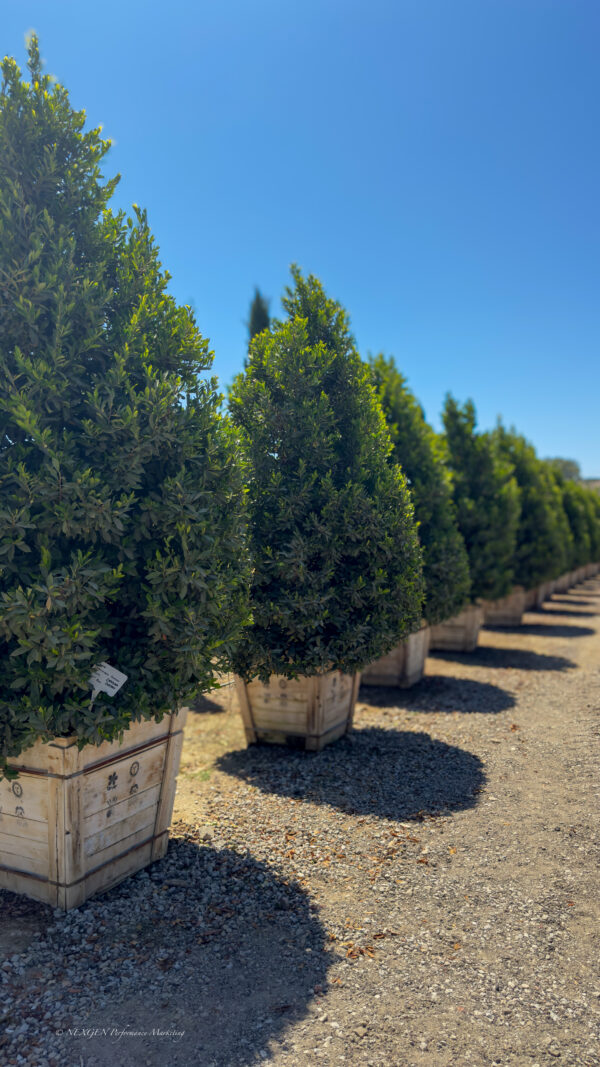 PRUNUS caroliniana 'Compacta'
