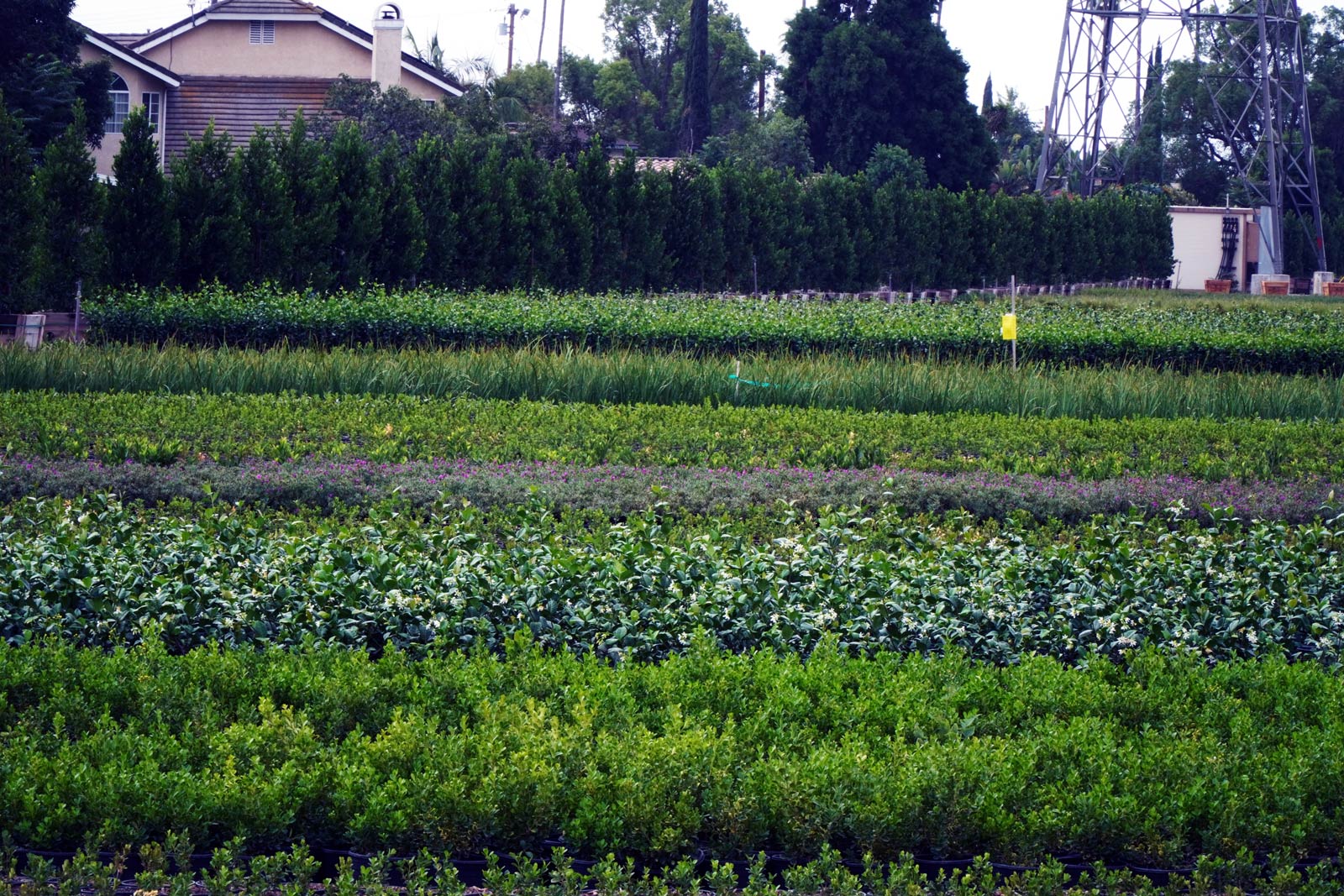 Norman’s Nursery – Pasadena Photo