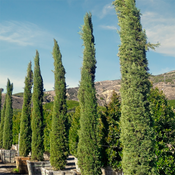 Italian Cypress trees for sale
