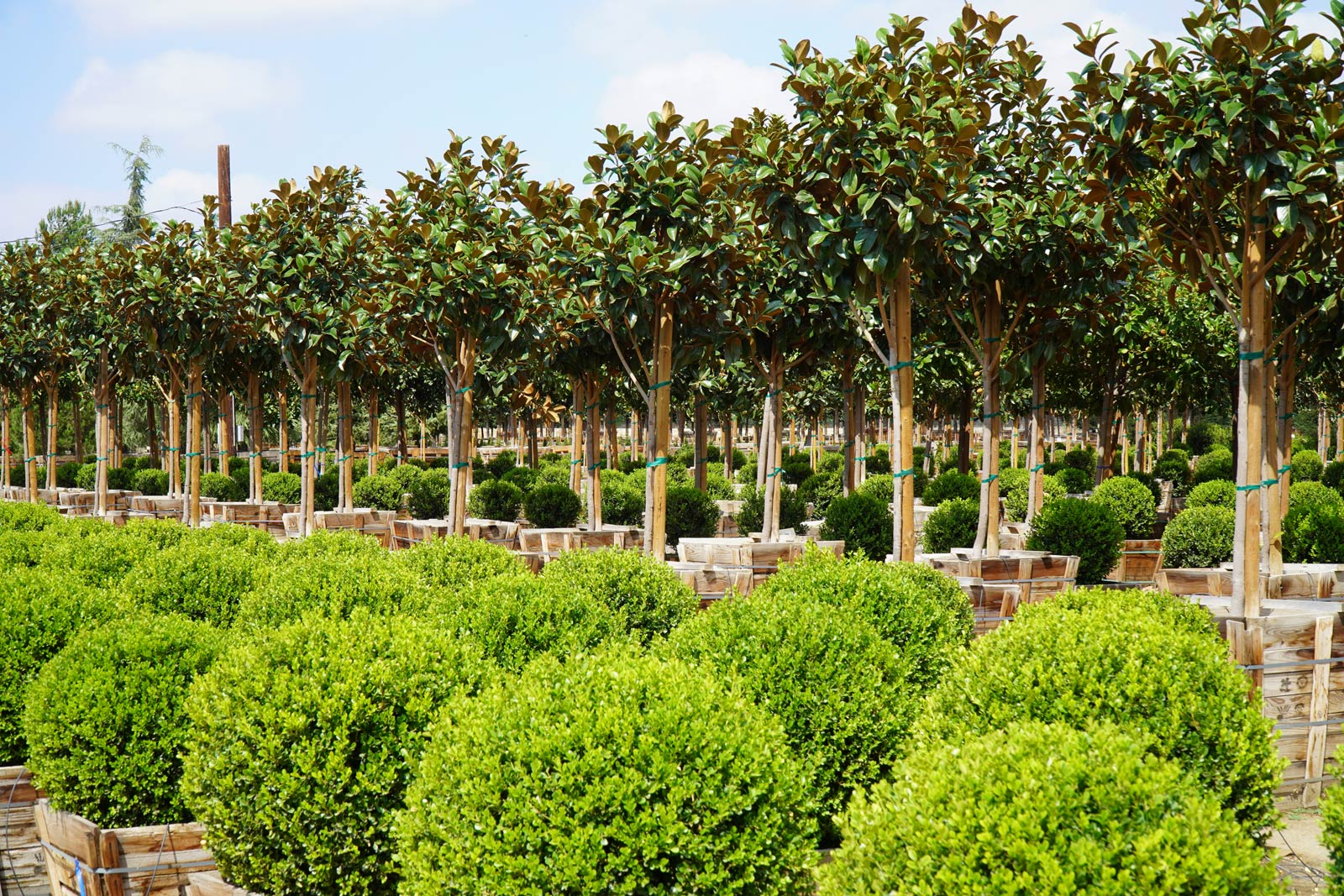 Globe Buxus at Norman's Nursery for sale