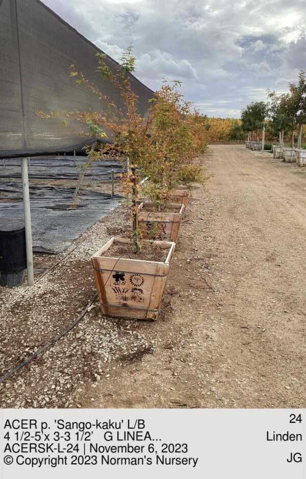 ACER p. 'Sango-kaku' L/B