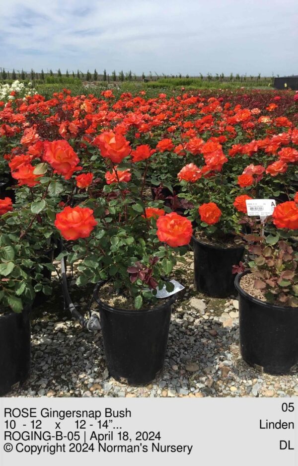 ROSE Gingersnap Bush