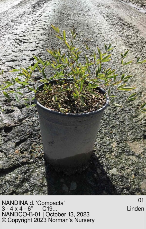 NANDINA d. 'Compacta'
