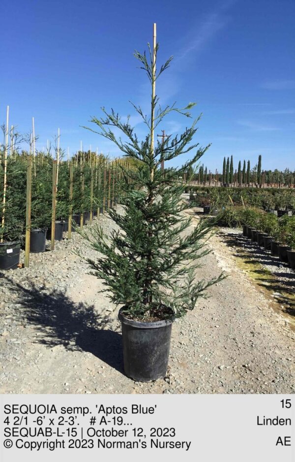 SEQUOIA semp. 'Aptos Blue'
