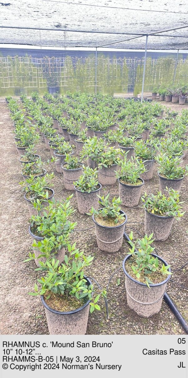 RHAMNUS c. 'Mound San Bruno'