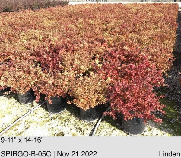 SPIRAEA jap. Goldmound