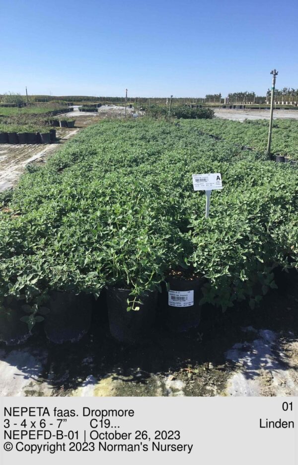 NEPETA faas. Dropmore