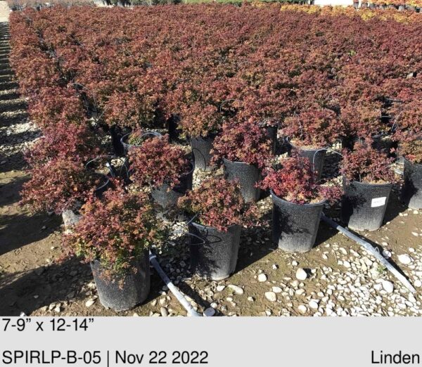 SPIRAEA jap. Little Princes