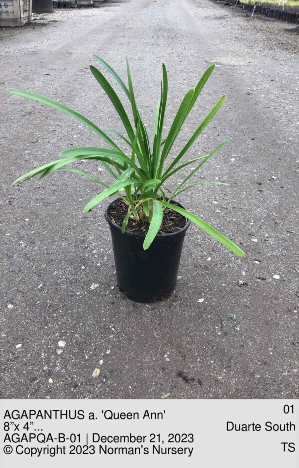 AGAPANTHUS a. 'Queen Ann'