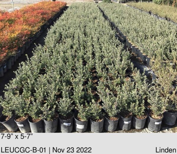LEUCOPHYLLUM f. 'Green Cloud'