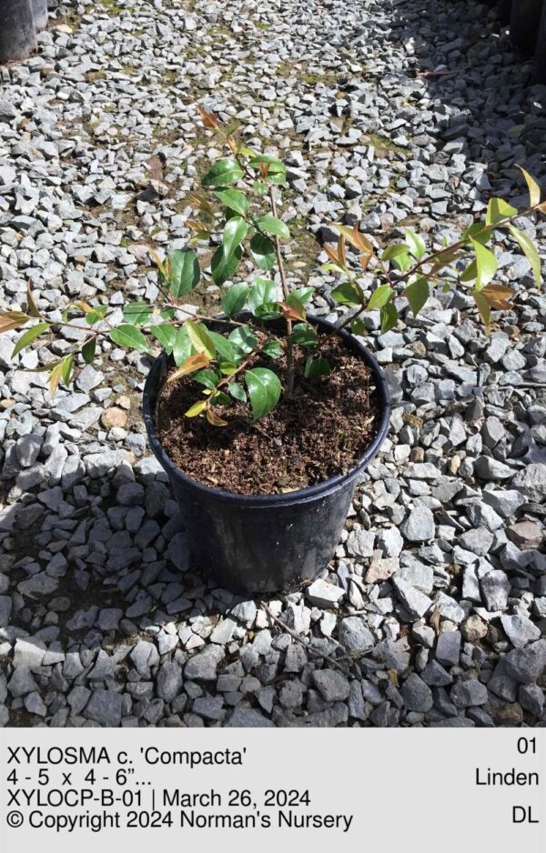 XYLOSMA c. 'Compacta'