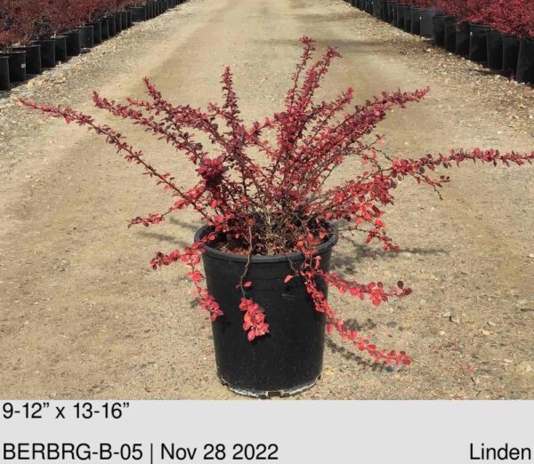 BERBERIS thun. Rose Glow