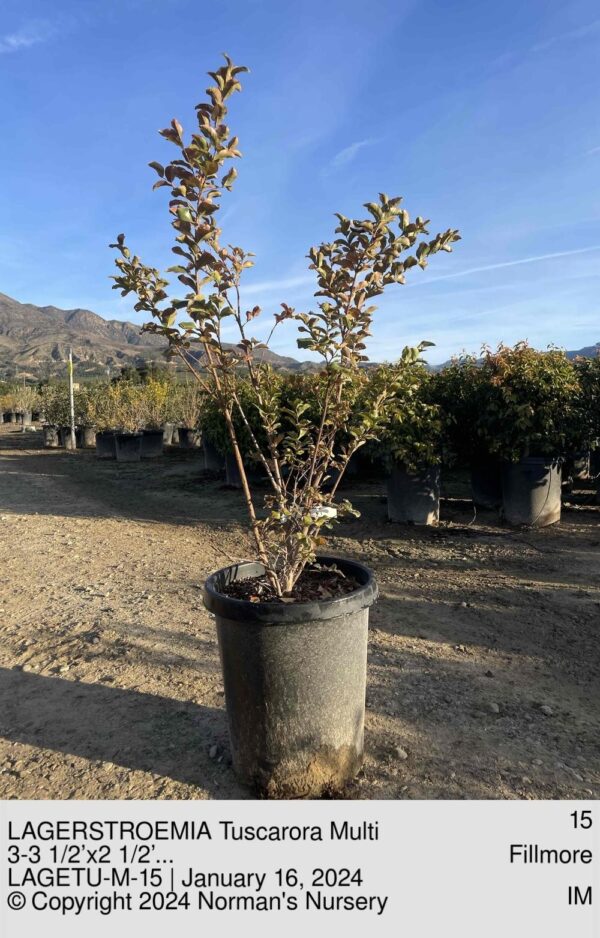 LAGERSTROEMIA Tuscarora Multi