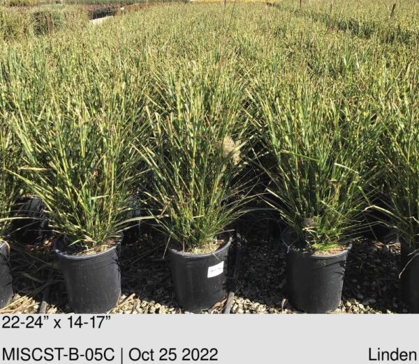 MISCANTHUS sinensis 'Strictus'