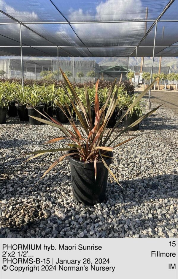 PHORMIUM hyb. Maori Sunrise