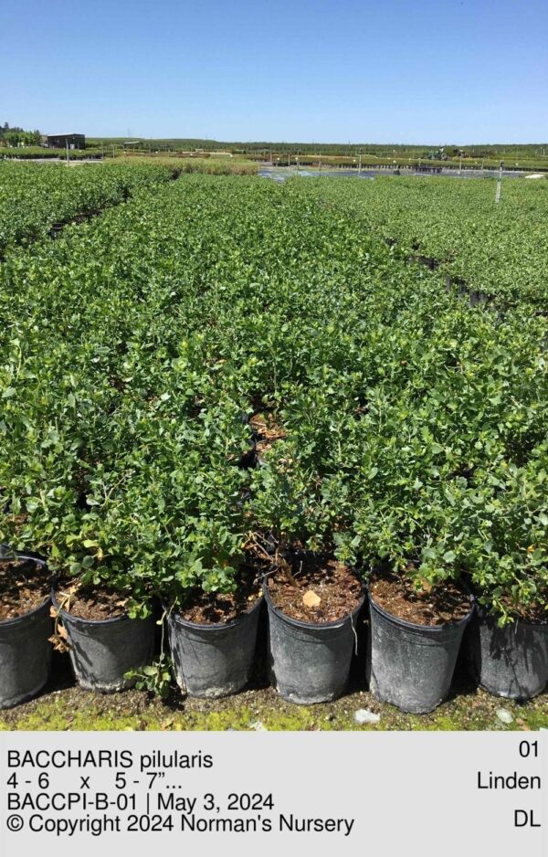 BACCHARIS pilularis