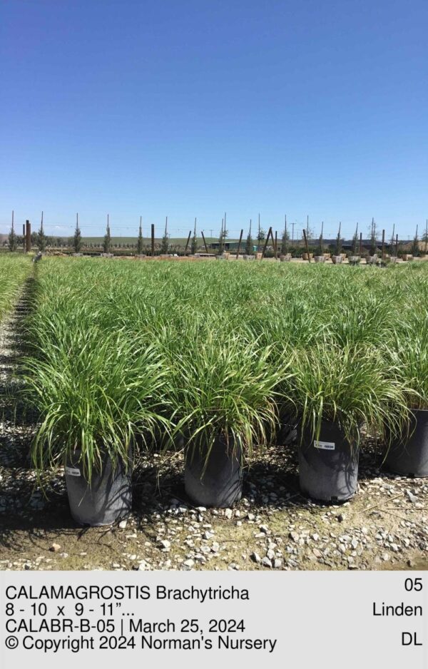 CALAMAGROSTIS Brachytricha