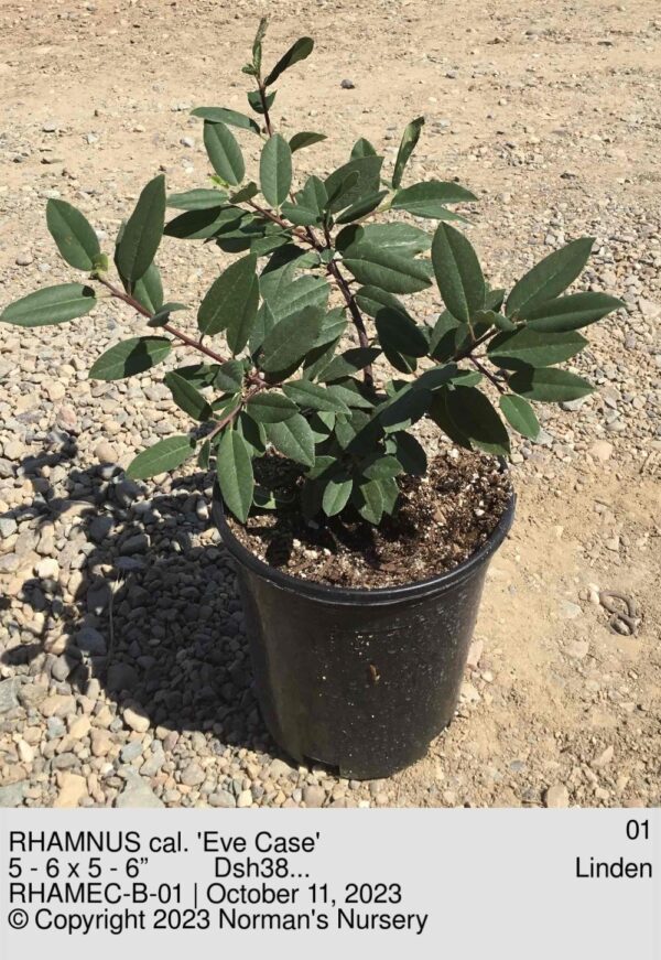 RHAMNUS cal. 'Eve Case'