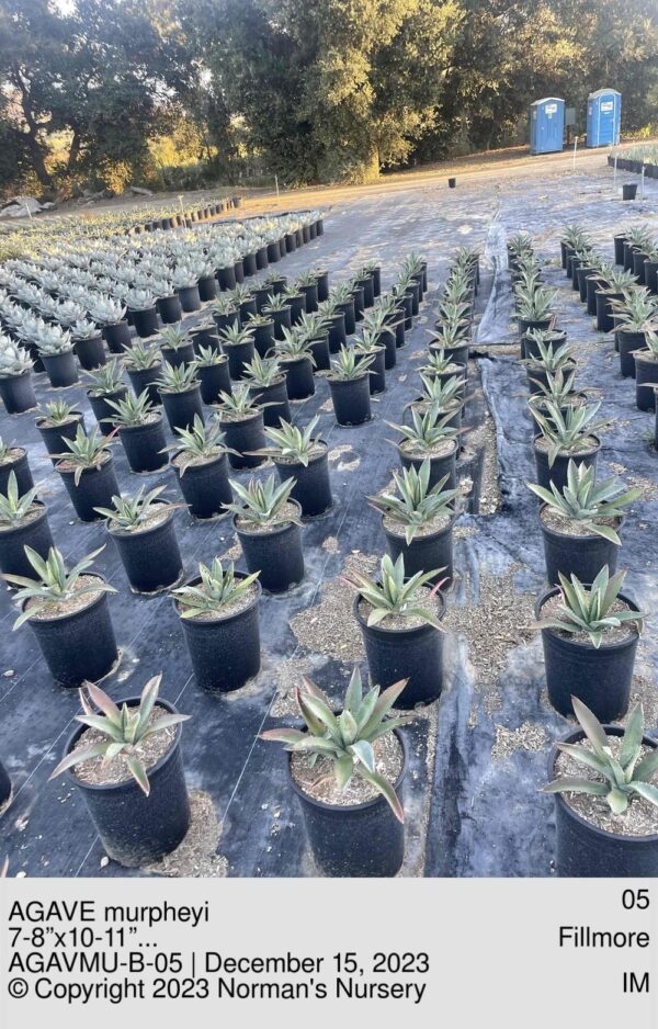 AGAVE murpheyi