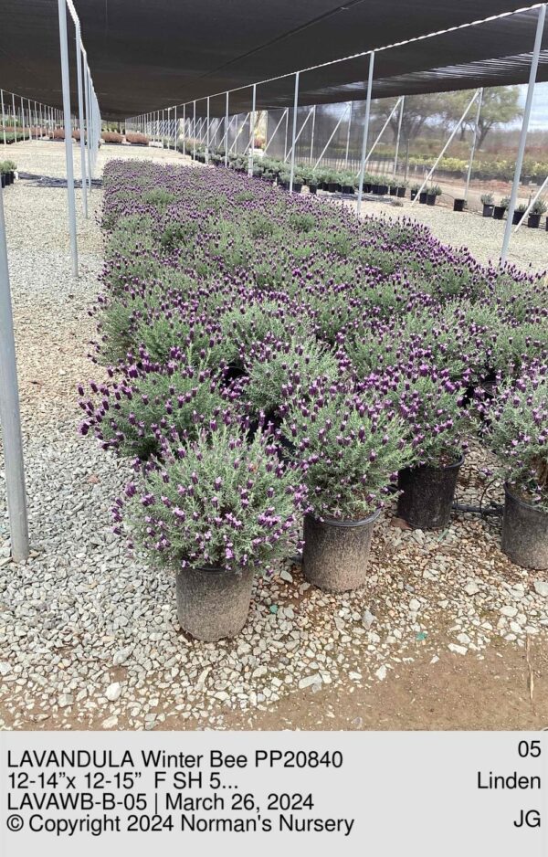 LAVANDULA Winter Bee PP20840