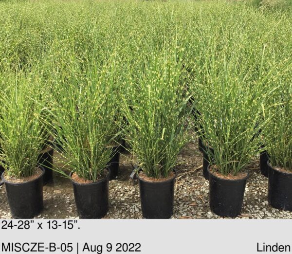 MISCANTHUS sinensis Zebrinus