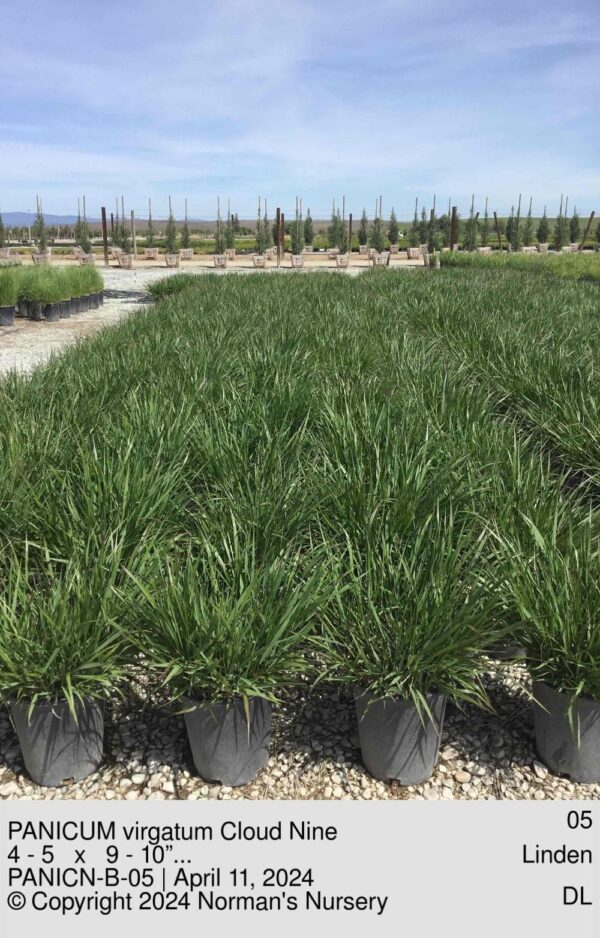 PANICUM virgatum Cloud Nine