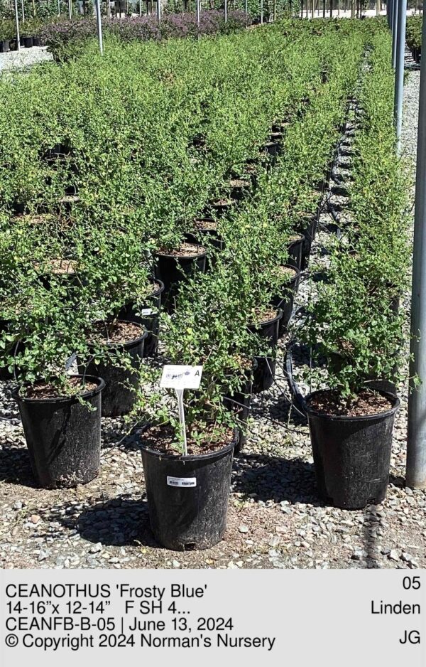 CEANOTHUS 'Frosty Blue'