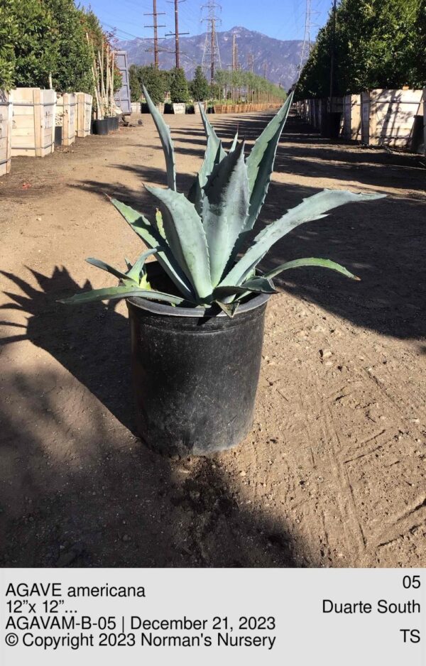 AGAVE americana