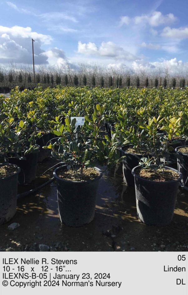 ILEX Nellie R. Stevens