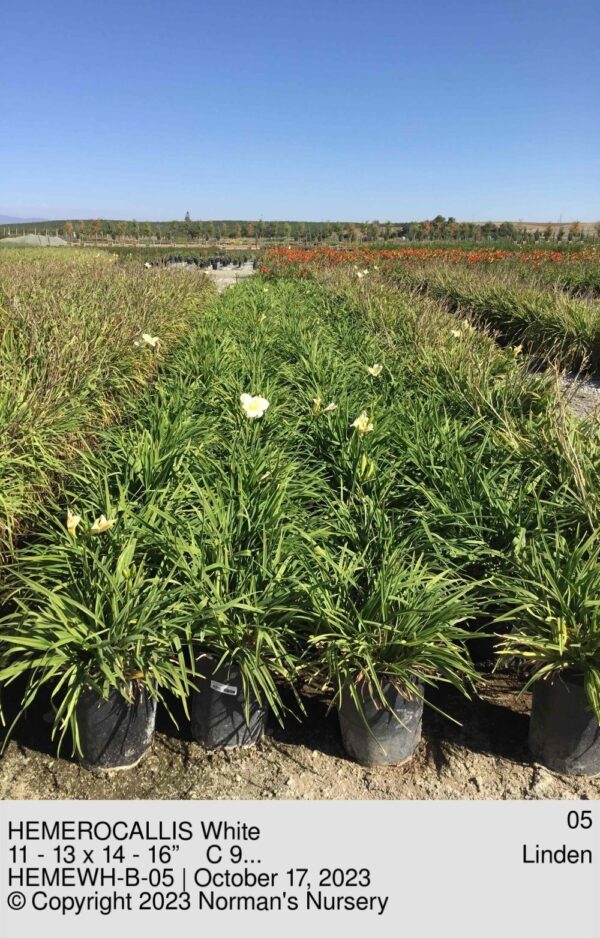 HEMEROCALLIS White