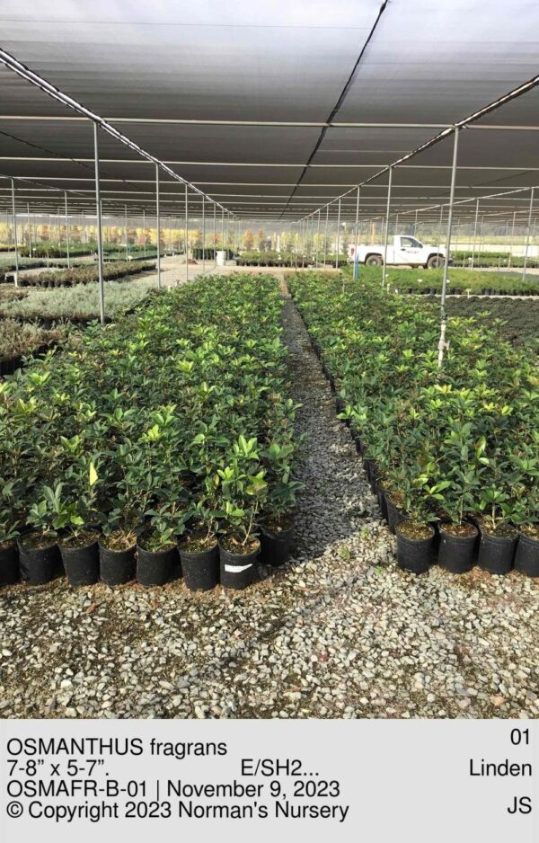 OSMANTHUS fragrans