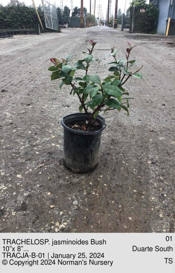 TRACHELOSP. jasminoides Bush