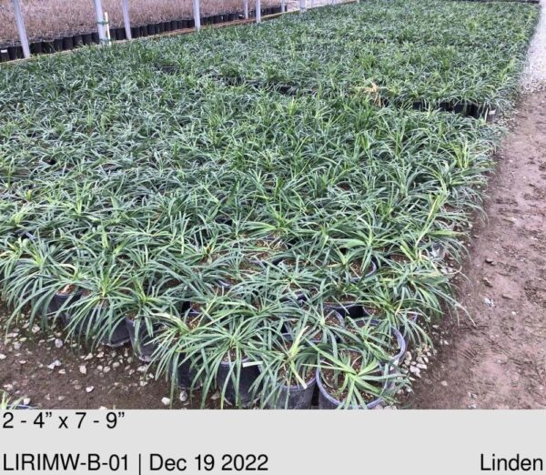 LIRIOPE m. 'Monroe's White'