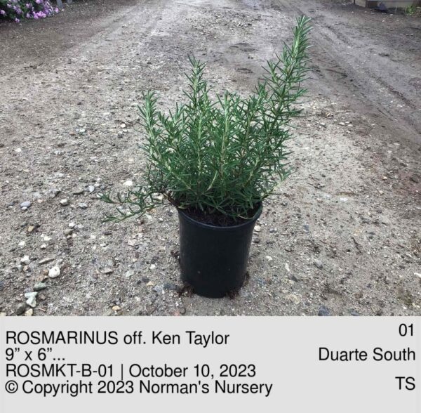 ROSMARINUS off. Ken Taylor