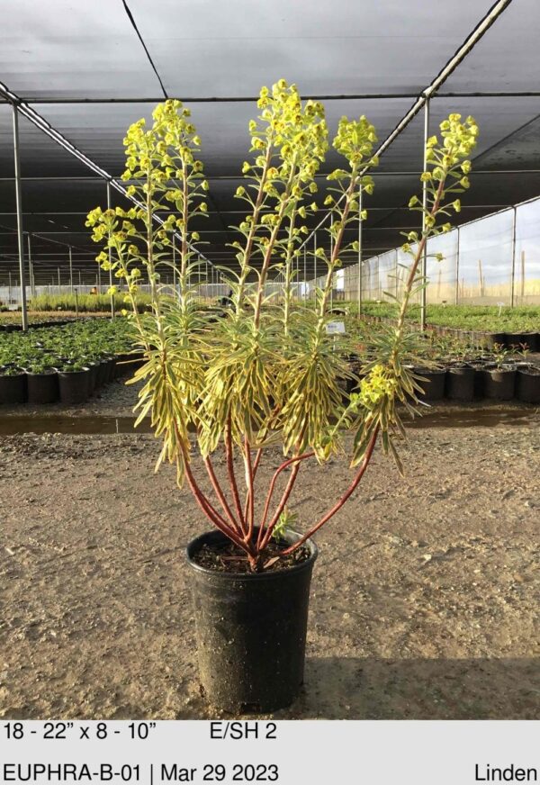 EUPHORBIA Ascot Rainbow 21401