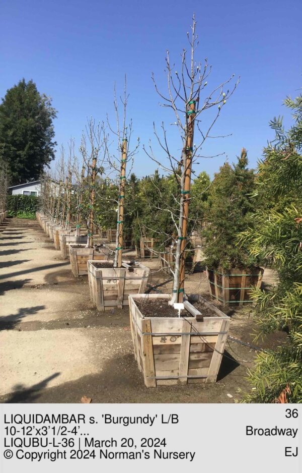 LIQUIDAMBAR s. 'Burgundy' L/B