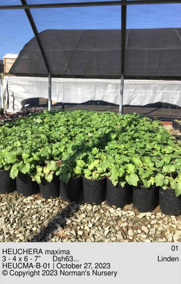HEUCHERA maxima