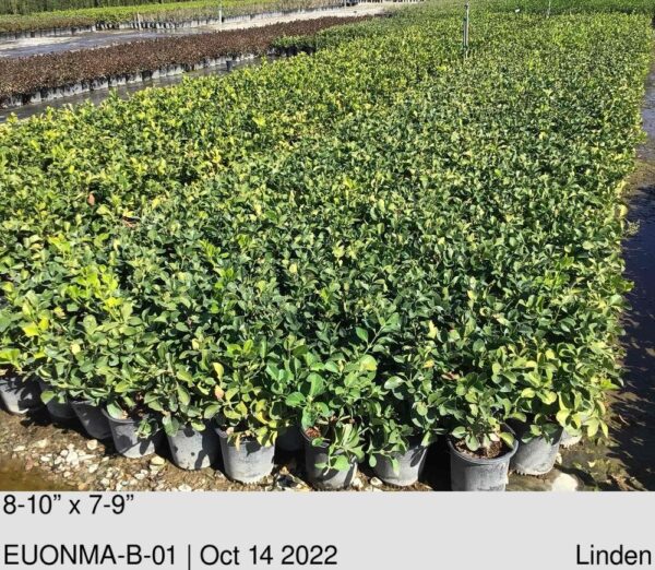 EUONYMUS k. 'Manhattan'