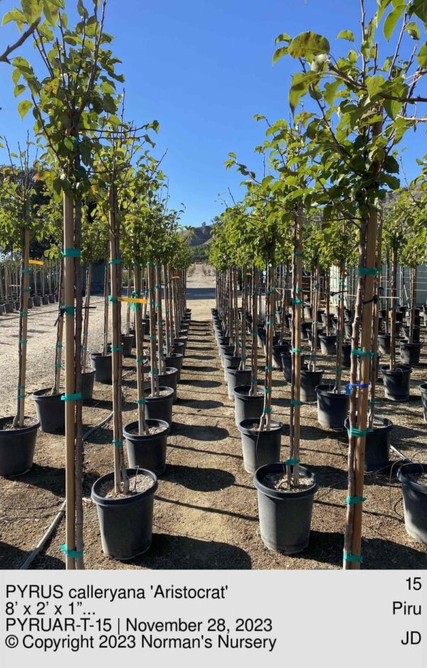 PYRUS calleryana 'Aristocrat'