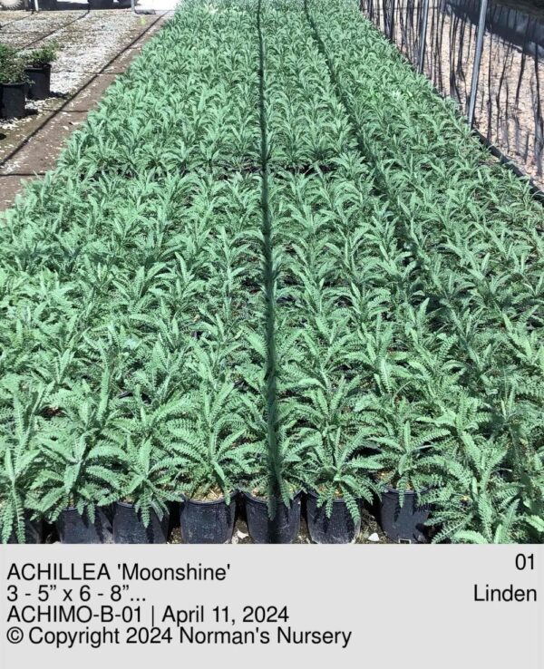 ACHILLEA 'Moonshine'