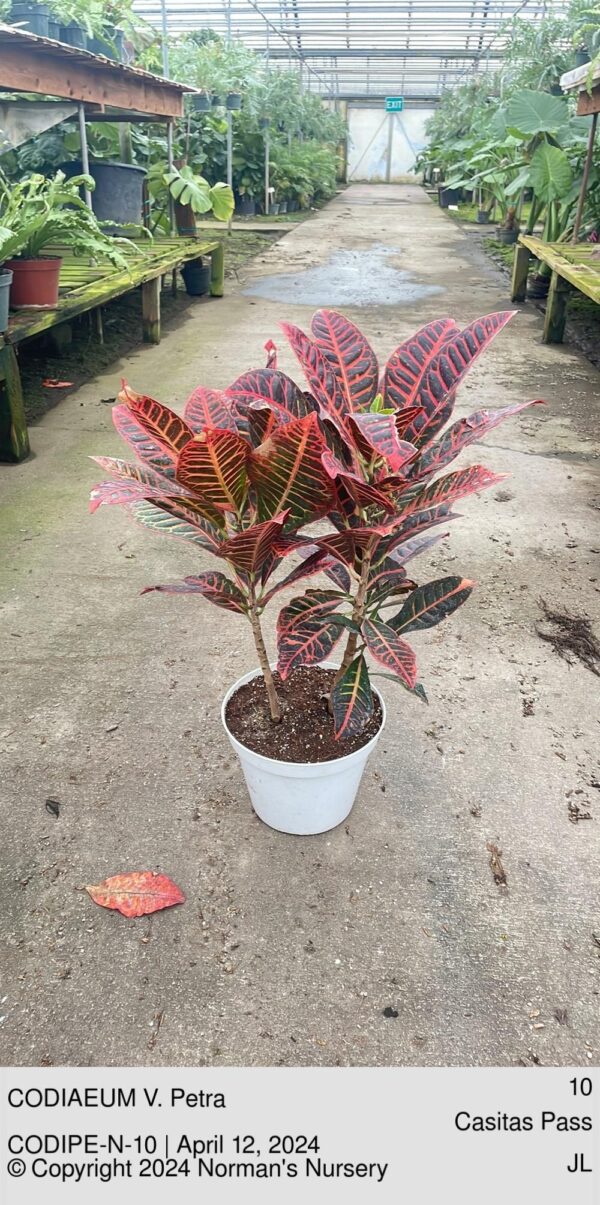 CODIAEUM V. Petra