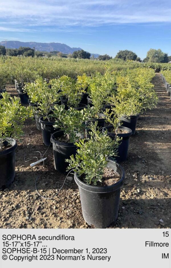 SOPHORA secundiflora