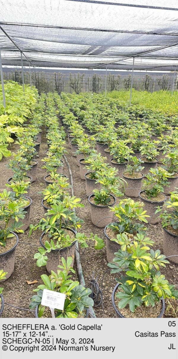 SCHEFFLERA a. 'Gold Capella'