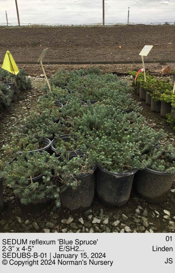 SEDUM reflexum 'Blue Spruce'