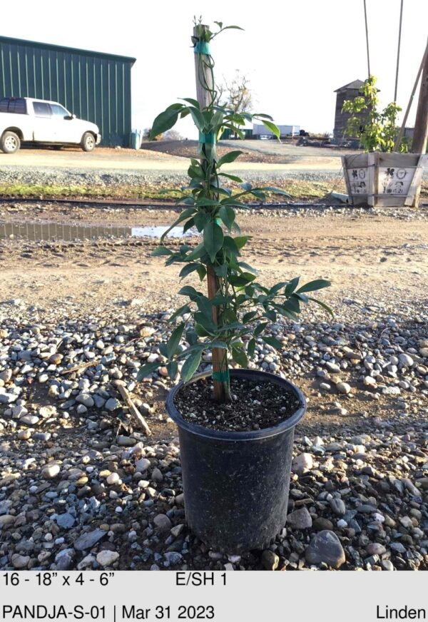 PANDOREA jasminoides Alba